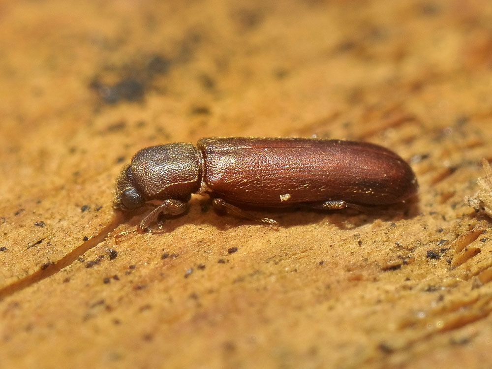 Lyctus brunneus (cf.)